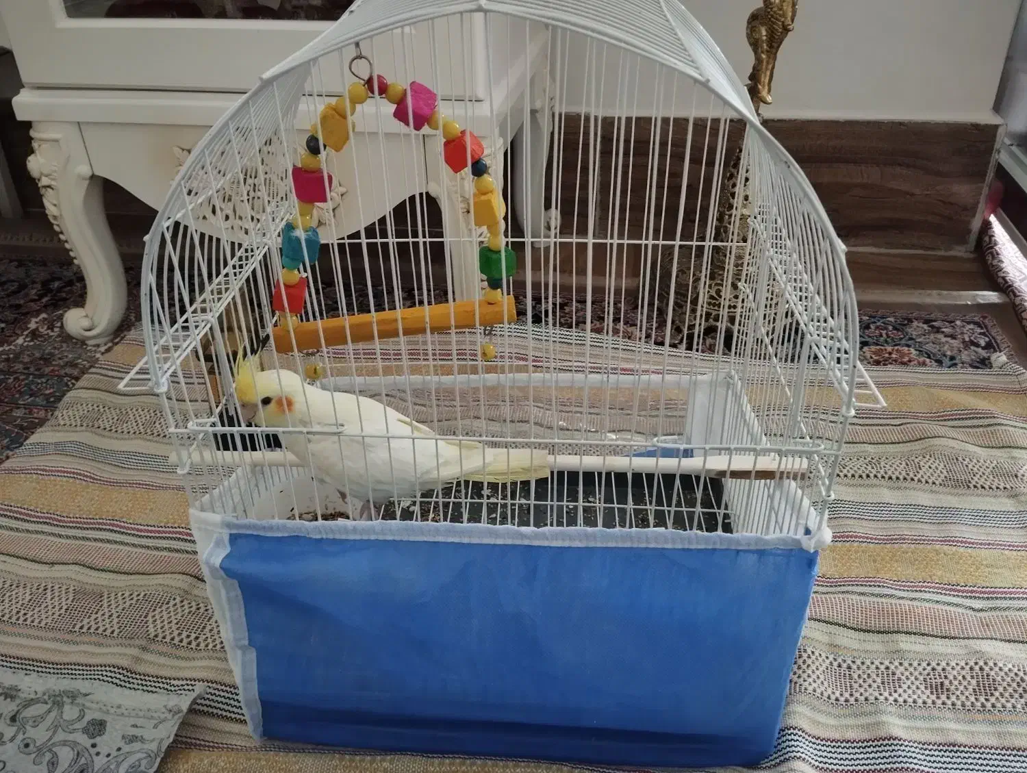 عروس هلندی دستی|پرنده|شاهین دژ, |دیوار