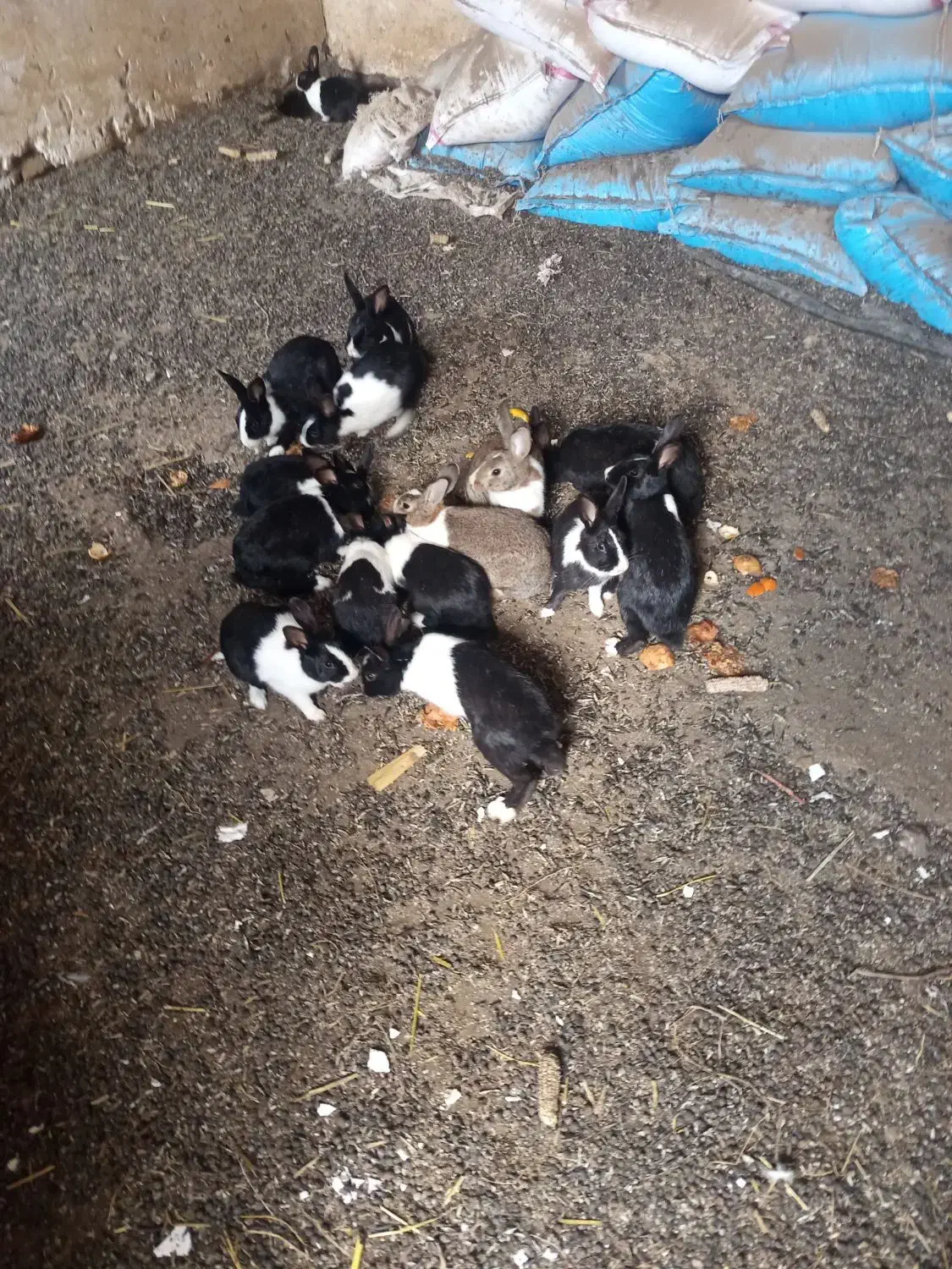 خرگوش|موش و خرگوش|فاضل آباد, |دیوار