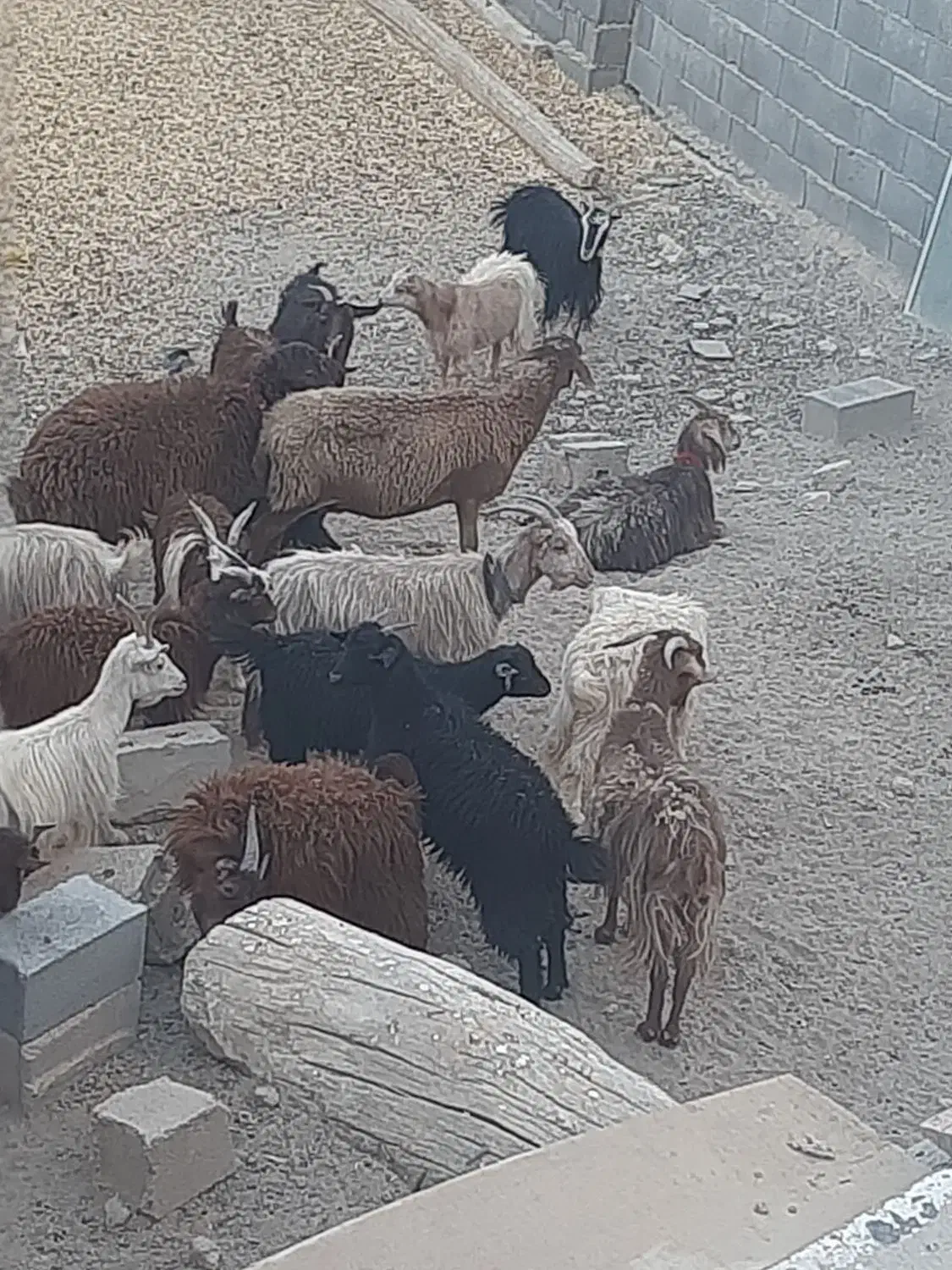 بز و بزغاله میش|حیوانات مزرعه|اصفهان, براآن شمالی|دیوار