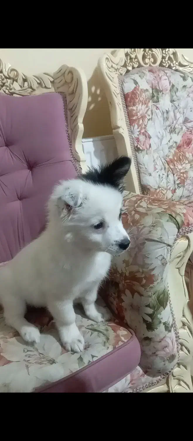 چیکو کوچولو|سگ|محمدیه-قزوین, |دیوار