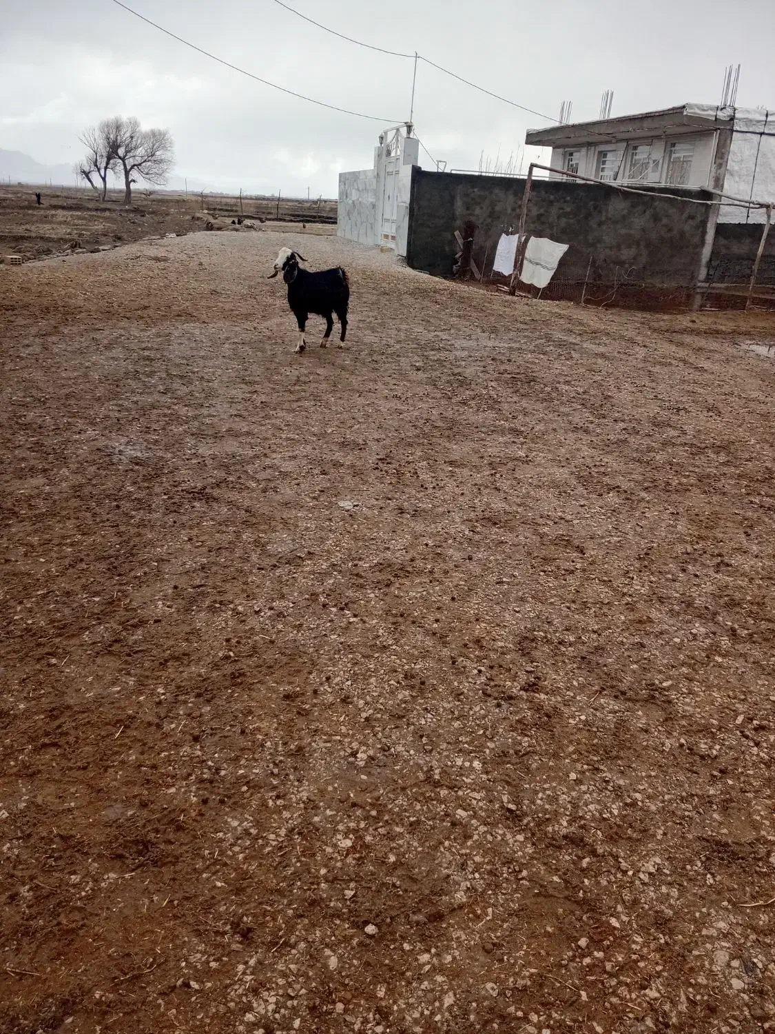 سه عدد بز|حیوانات مزرعه|دورود, |دیوار