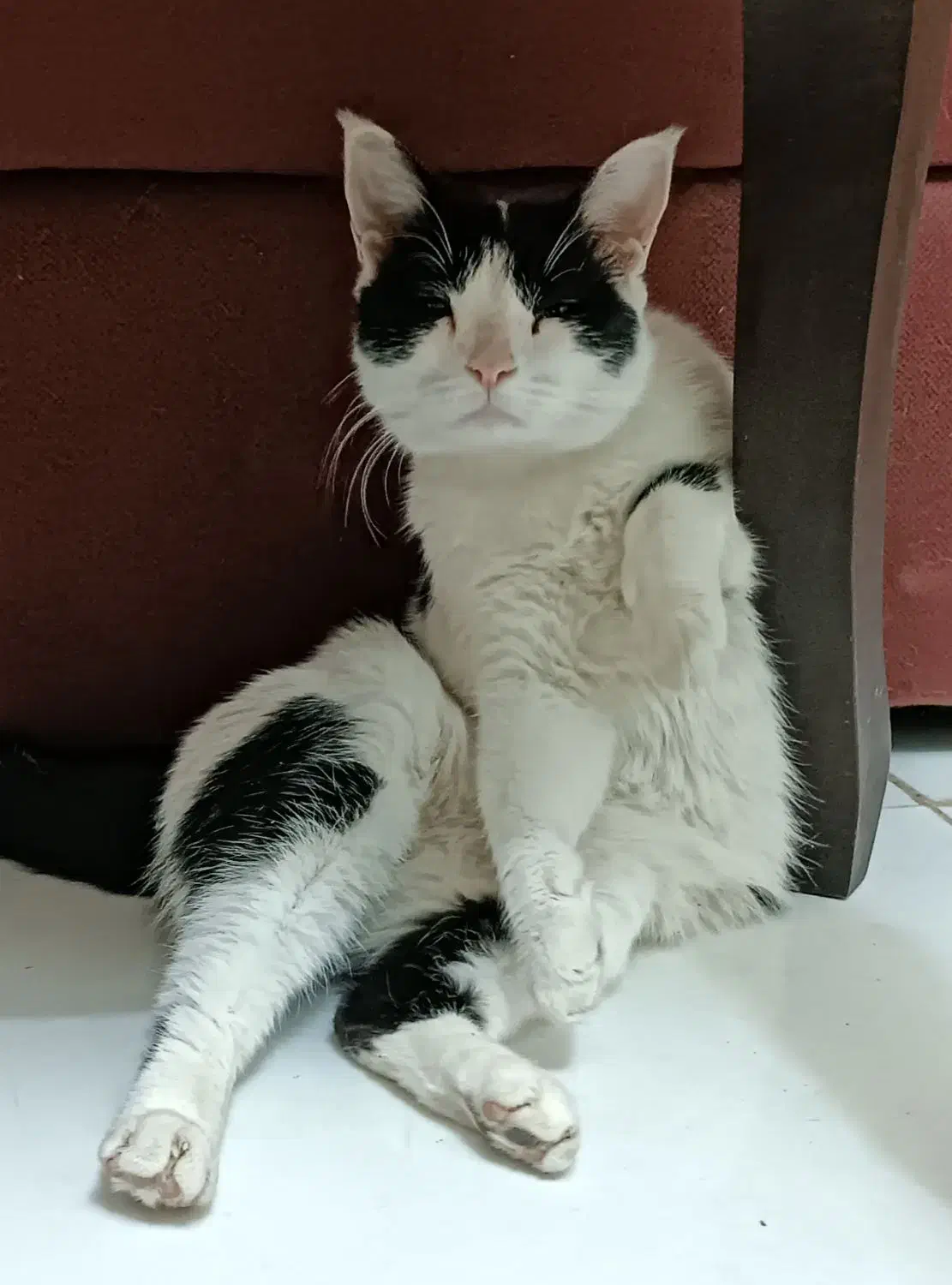 گمشده (مژدگانی 30 میلیون) محدوده پارامونت|حیوانات|شیراز, زند|دیوار