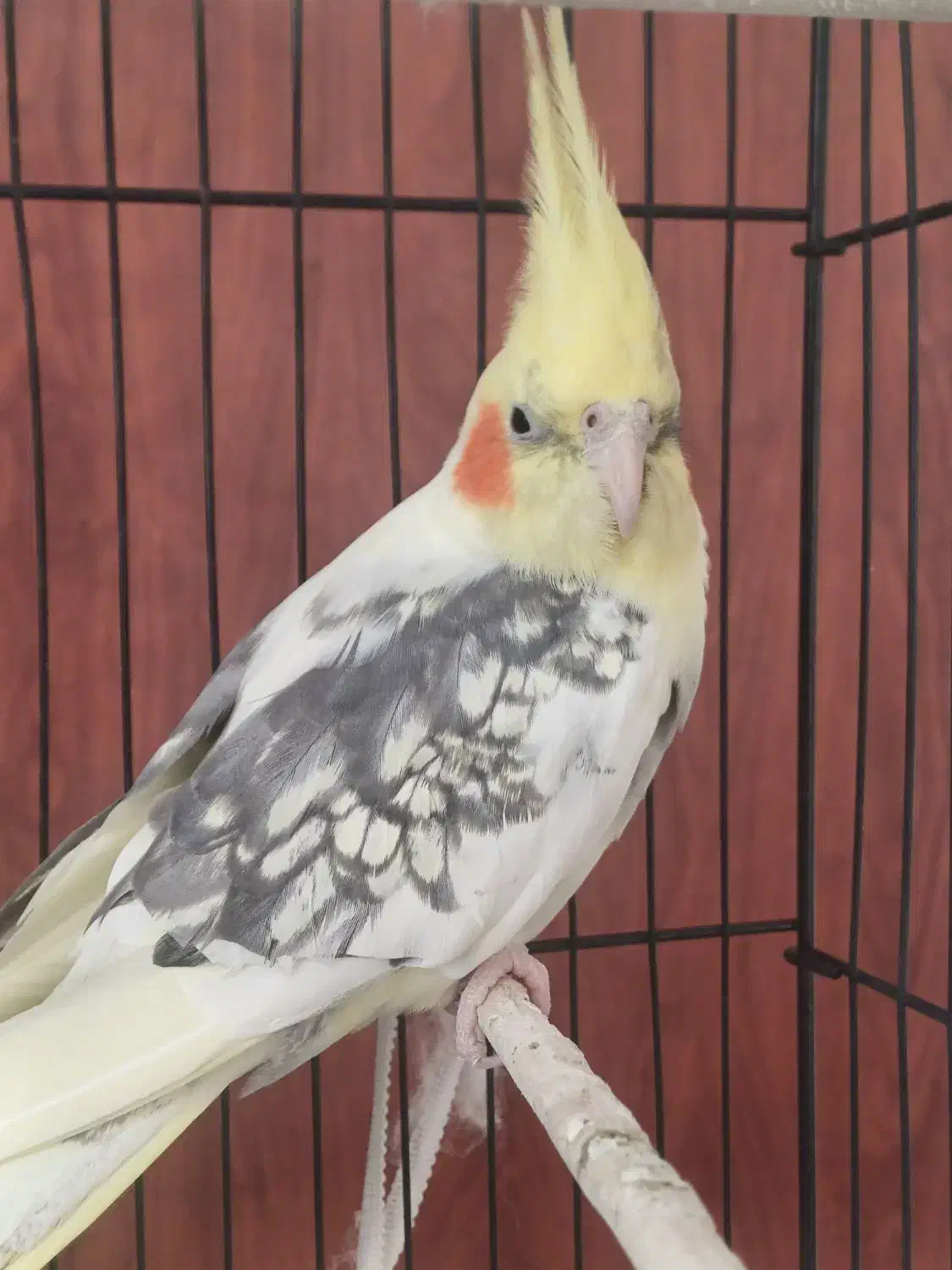 طوطی عروس نر|پرنده|رشت, نظری|دیوار