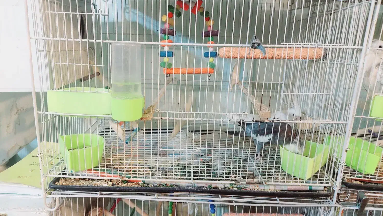 عروس هلندی مولد|پرنده|مشهد, گلبرگ|دیوار