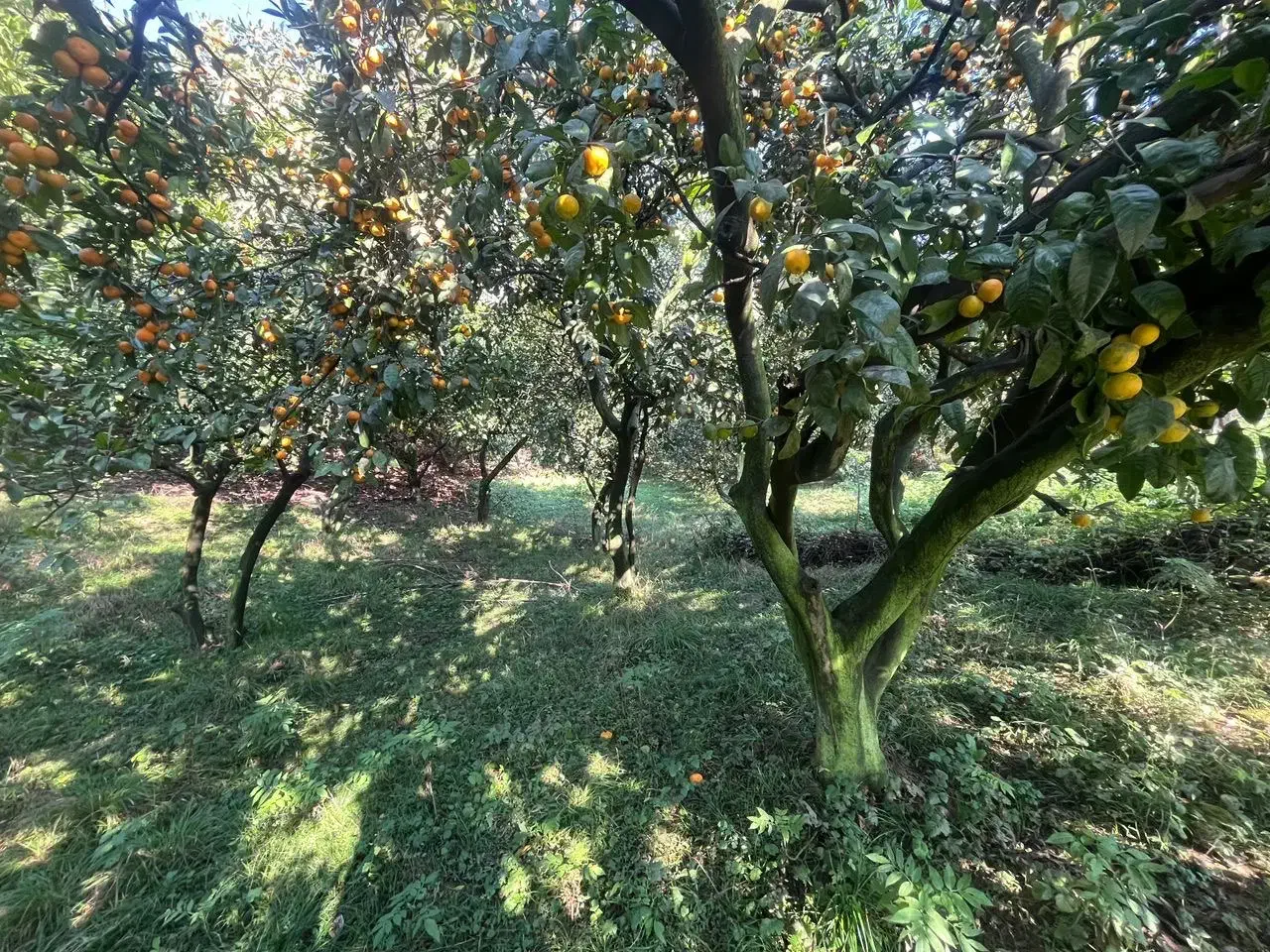 زمین واقع در دروپی|فروش زمین و ملک کلنگی|پایین هولار, |دیوار