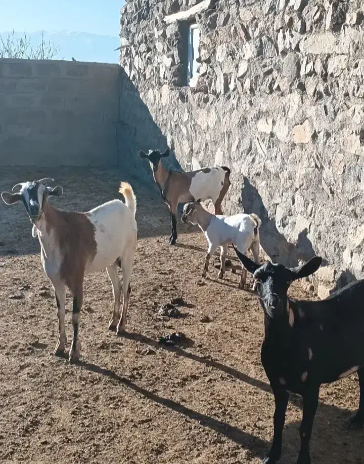 بز غاله|حیوانات مزرعه|اهر, |دیوار