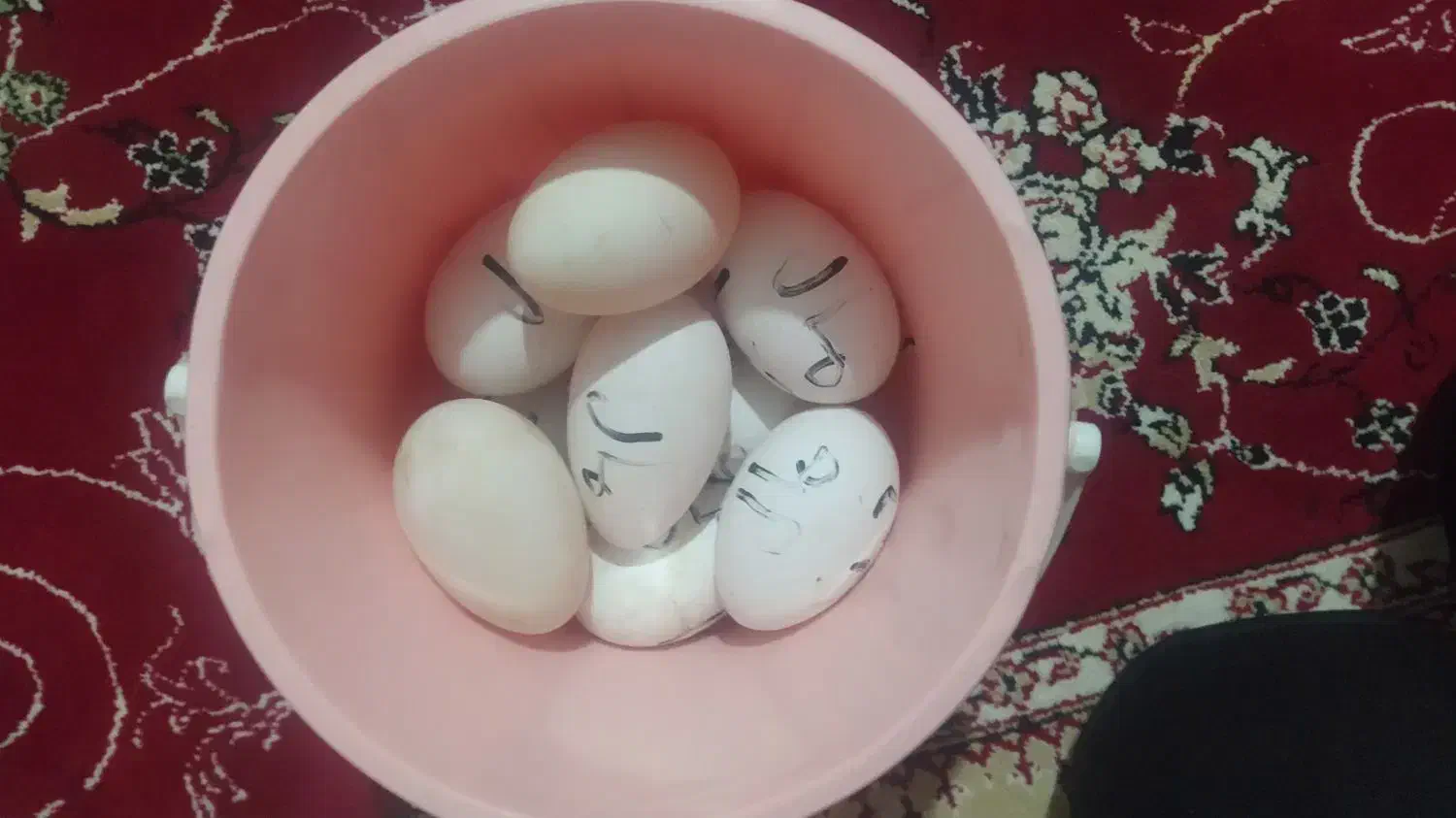 تخم غاز|حیوانات مزرعه|آق قلا, |دیوار