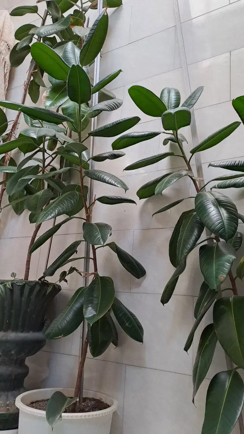 گل فیکوس به ارتفاع یک مترو نیم الی  دو متر|گل و گیاه طبیعی|قزوین, |دیوار