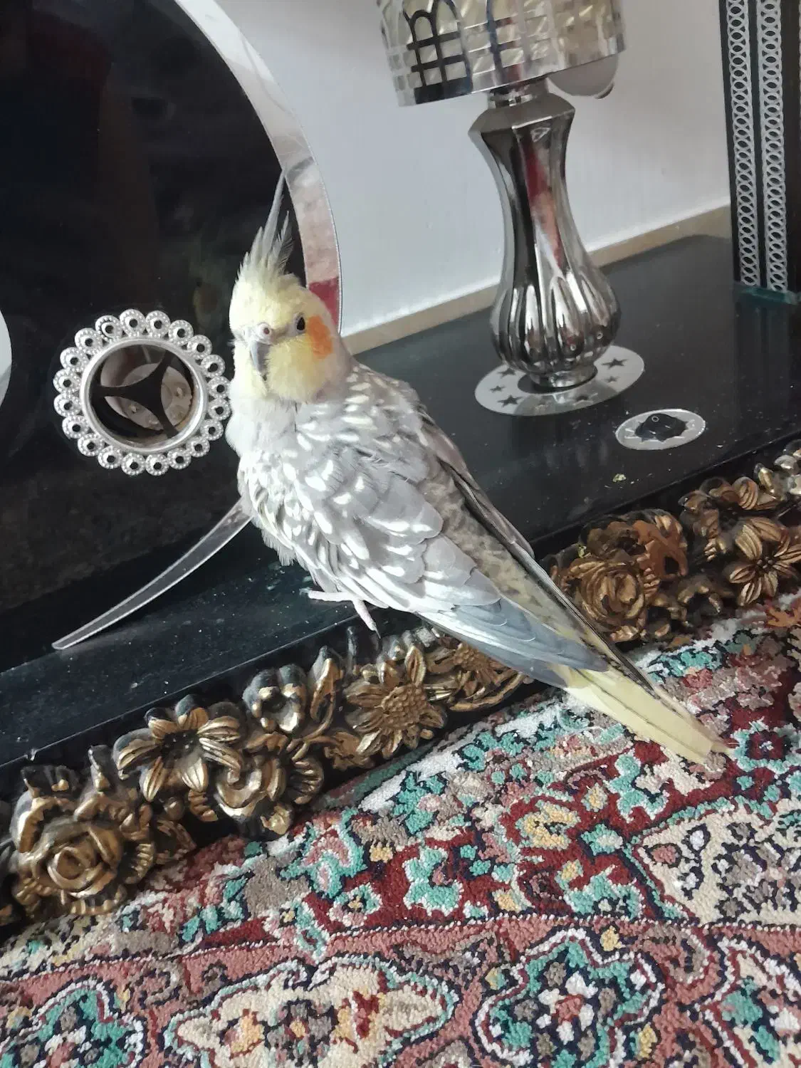 عروس زیبا و تپلی|پرنده|رشت, پاره بیجار|دیوار