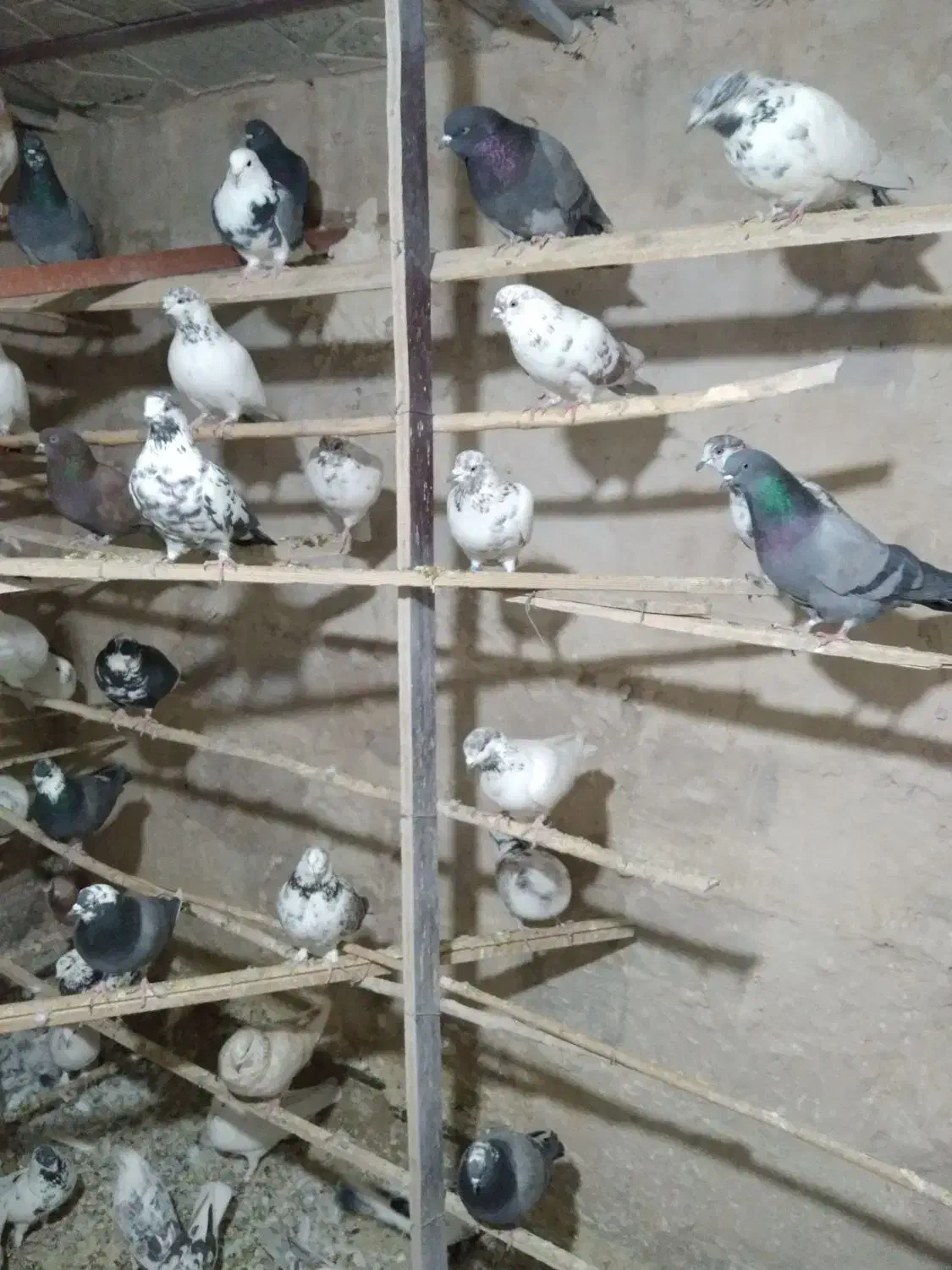 تعداد ۵۰ عددکبوتریکجا|پرنده|رباط‌کریم, الارد|دیوار