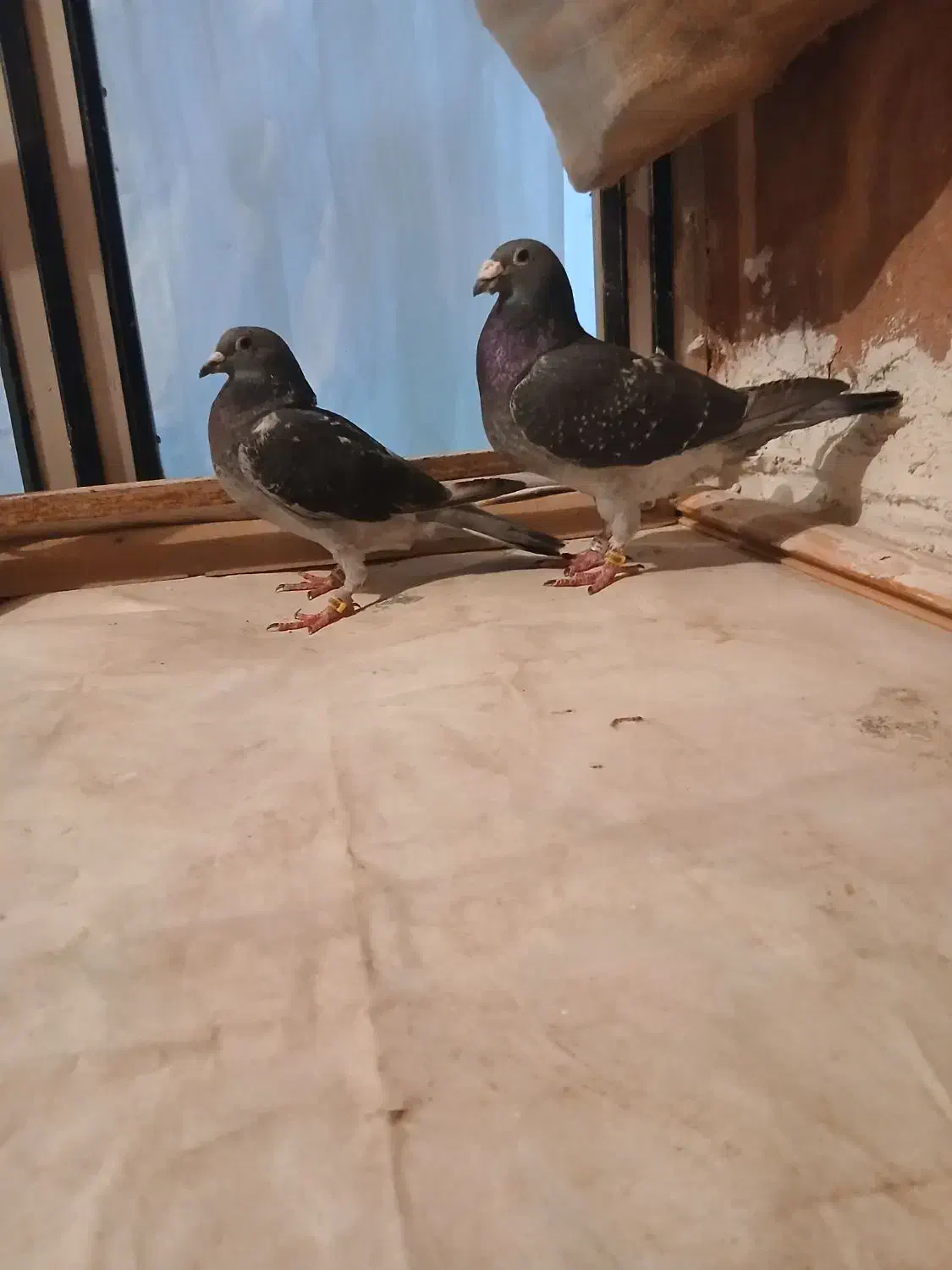 دوجفت عتیقه|پرنده|نیر (اردبیل), |دیوار