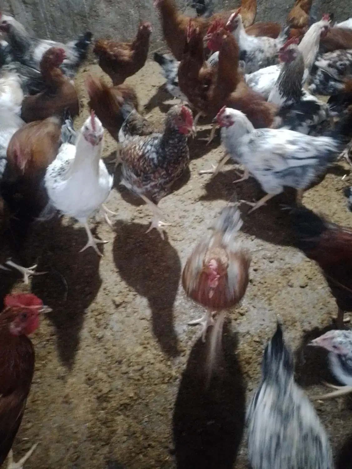 خروس محلی|حیوانات مزرعه|شهمیرزاد, |دیوار