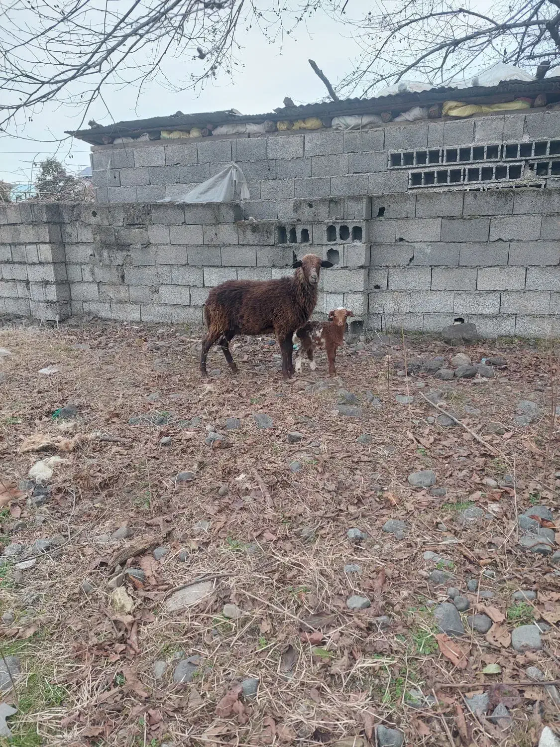 فروش گوسفند|حیوانات مزرعه|کلاچای, |دیوار