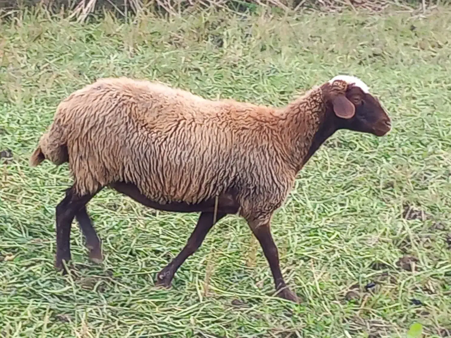 گوسفند آبستن وشیر کرده|حیوانات مزرعه|شیرگاه, |دیوار