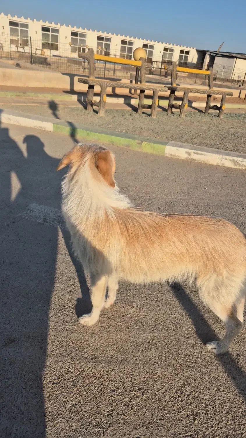 واگذاری سگ اشپیتز|سگ|یزد, |دیوار