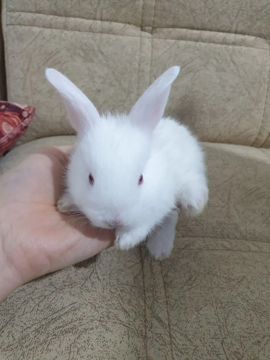 خرگوش لپ|موش و خرگوش|رشت, پاره بیجار|دیوار