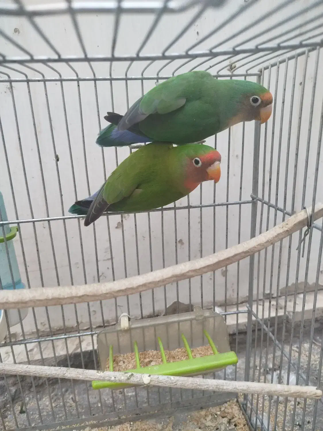 یک جفت طوطی برزیلی|پرنده|ری, دولتآباد|دیوار