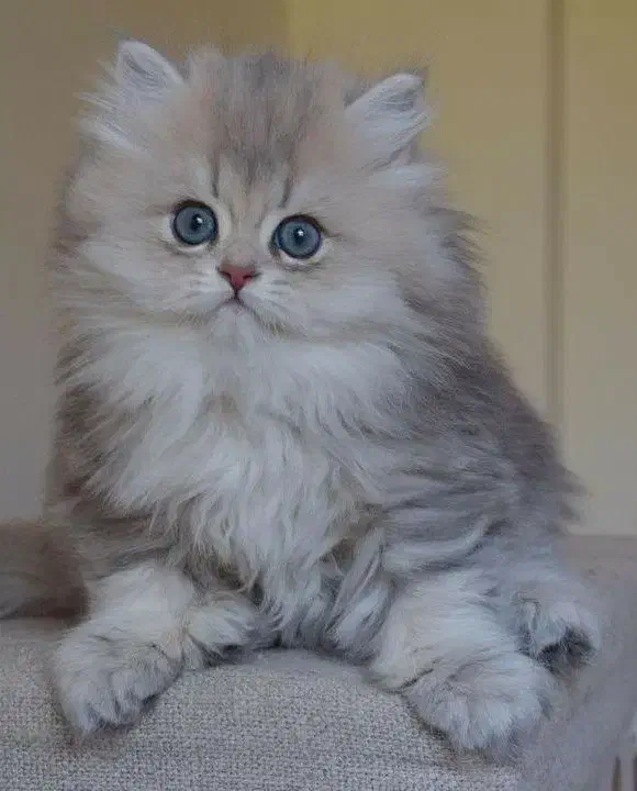 بچه گربه پرشین چهره عروسکی|گربه|شیراز, شهرک مطهری|دیوار