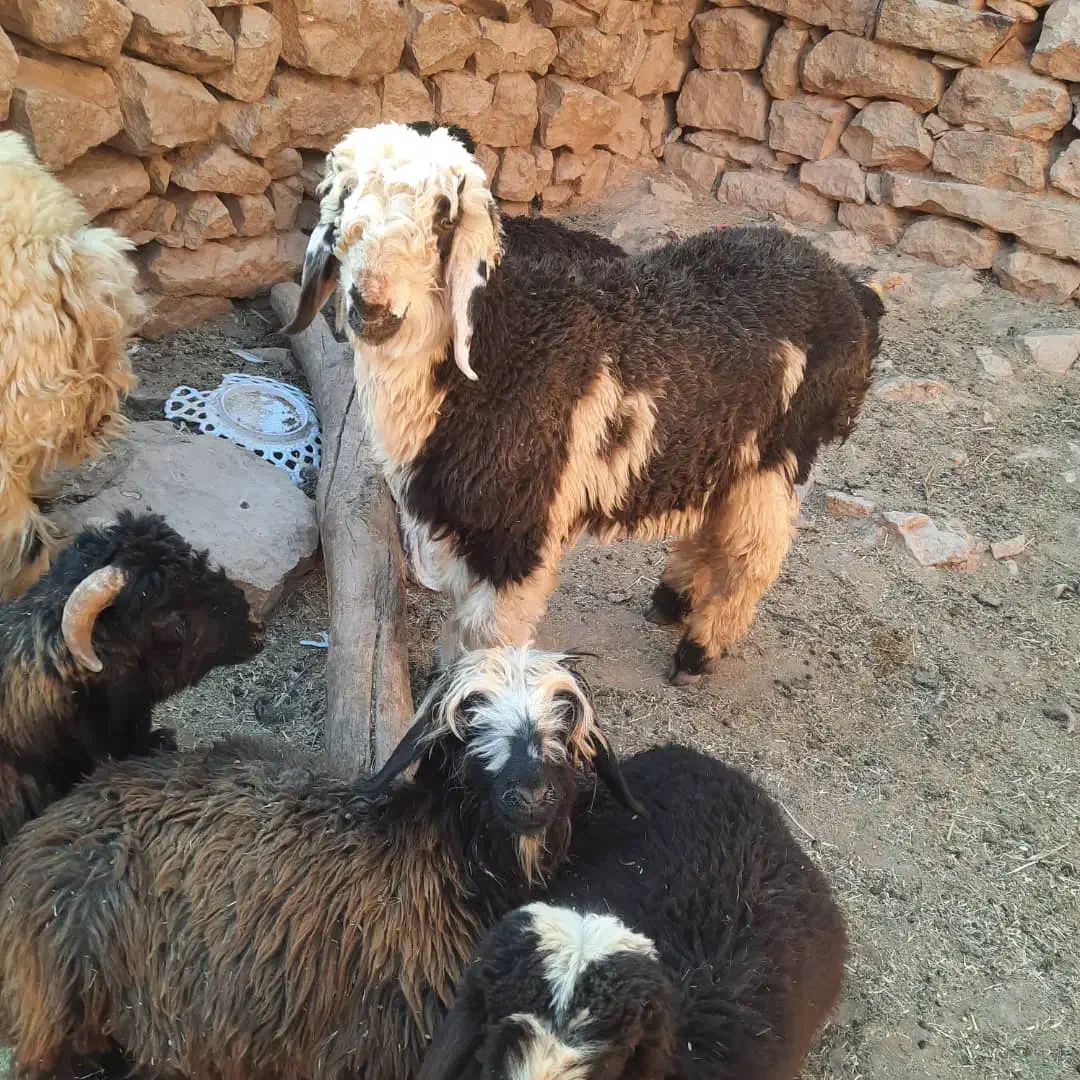گوشت بره چاق و درجه یک|حیوانات مزرعه|اهواز, کوروش|دیوار