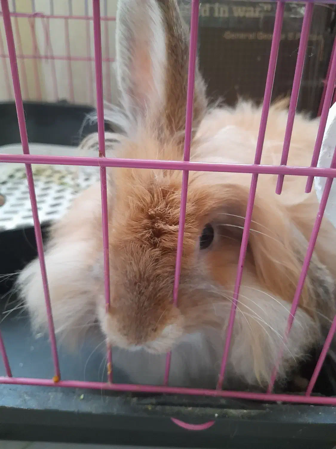 خرگوش لاین هد 5ماهه نر|موش و خرگوش|پردیس, فاز ۸|دیوار