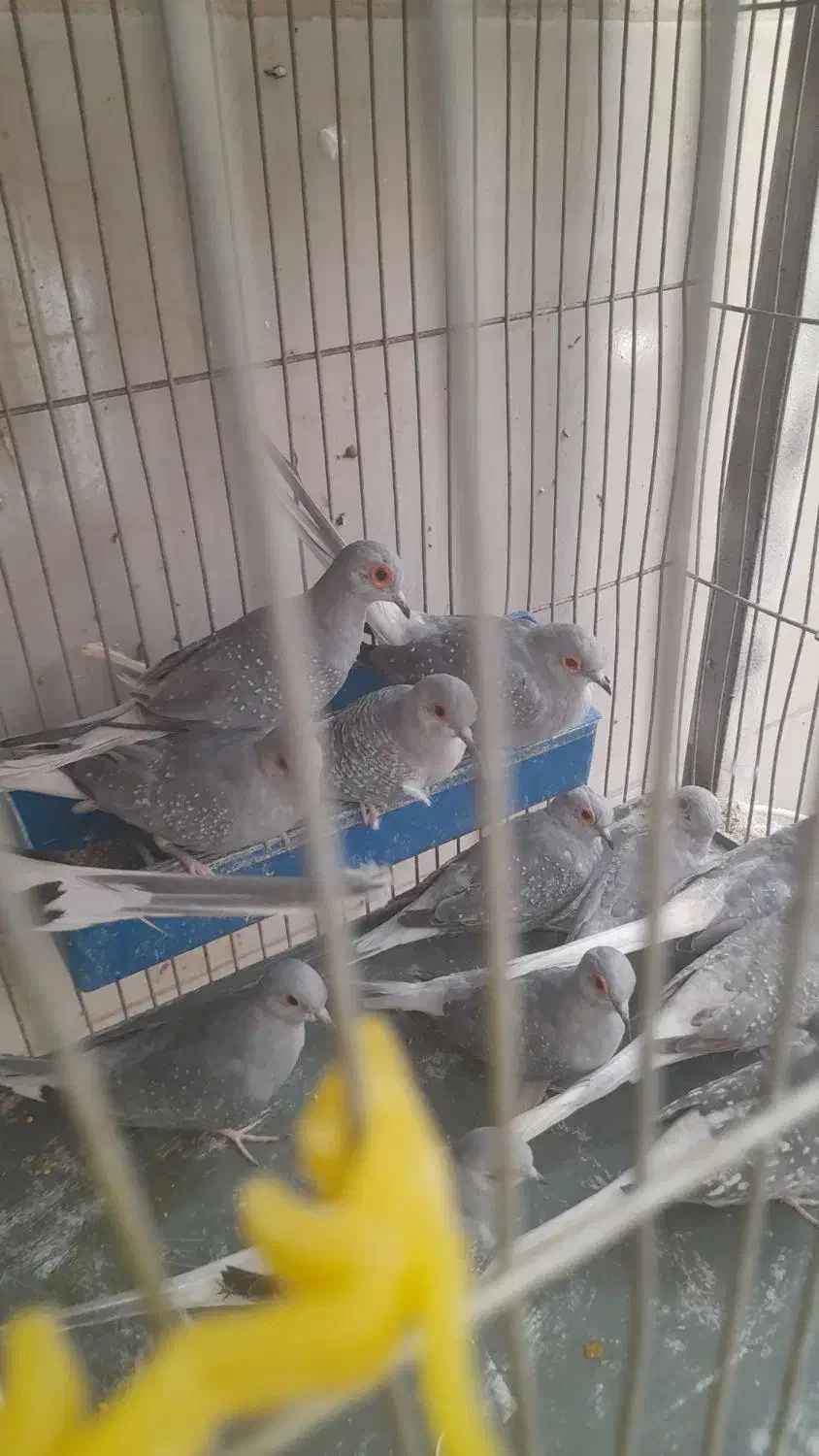 کبوتر خانگی الماسی نروماده|پرنده|فولادشهر, مسکن مهر فولادشهر|دیوار