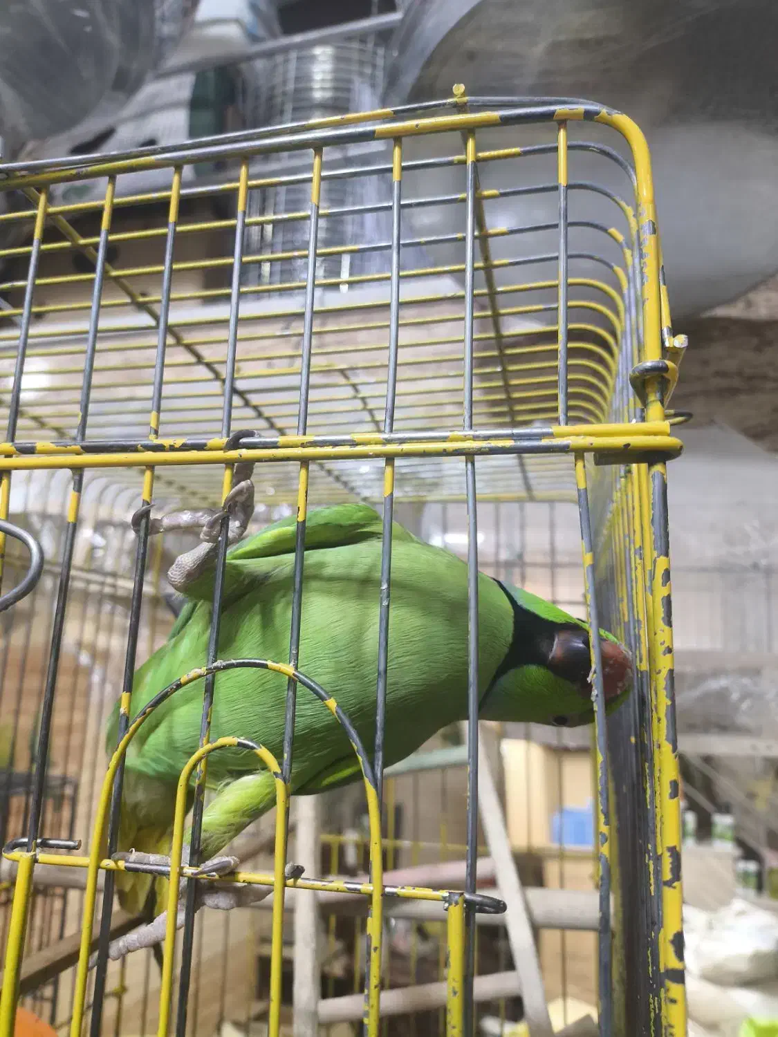 طوطی ملنگو نر دستی|پرنده|مهاباد (آذربایجان غربی), |دیوار