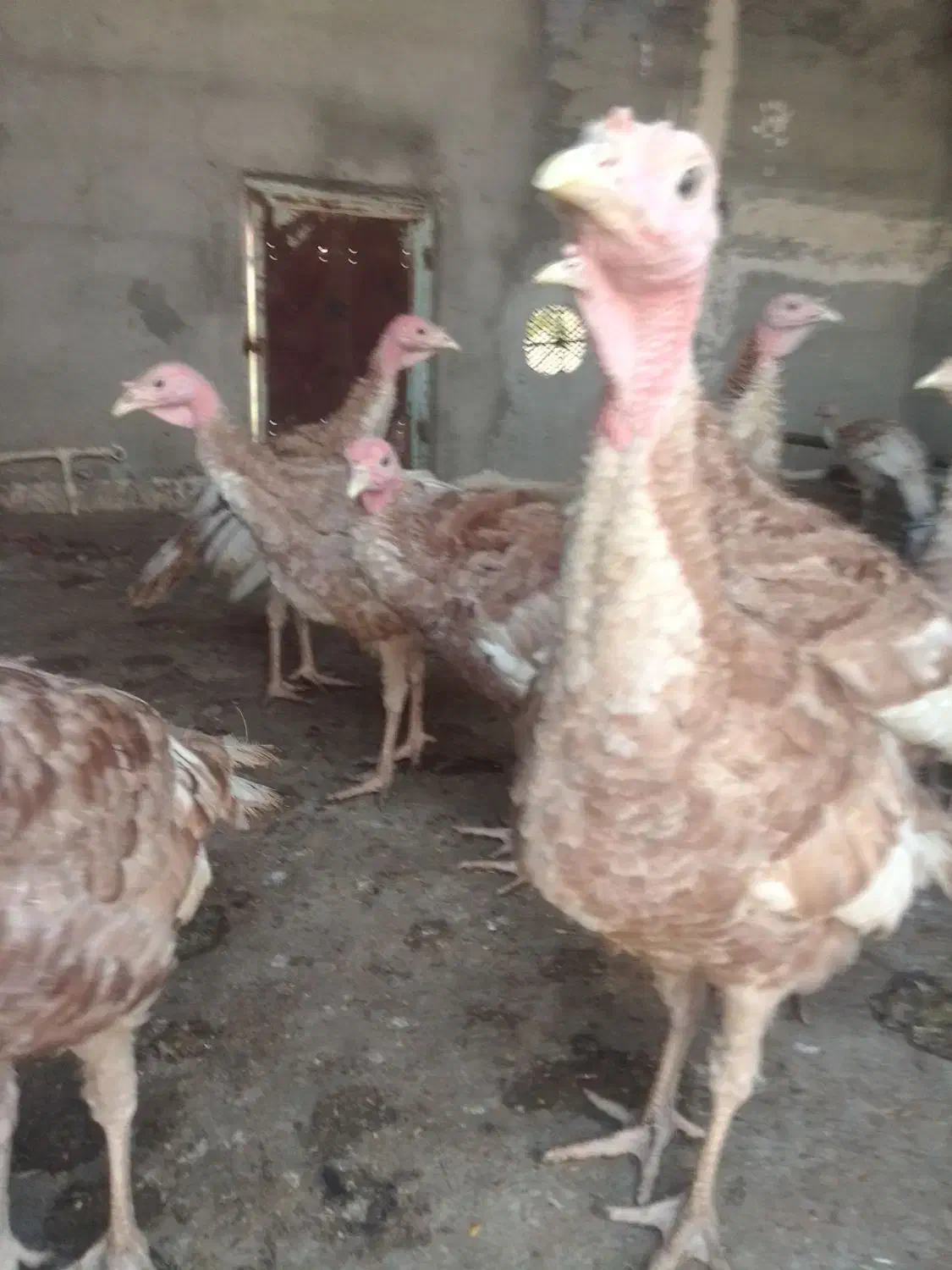 جوجه بوقلمون پنج ماهه|حیوانات مزرعه|رضویه, |دیوار