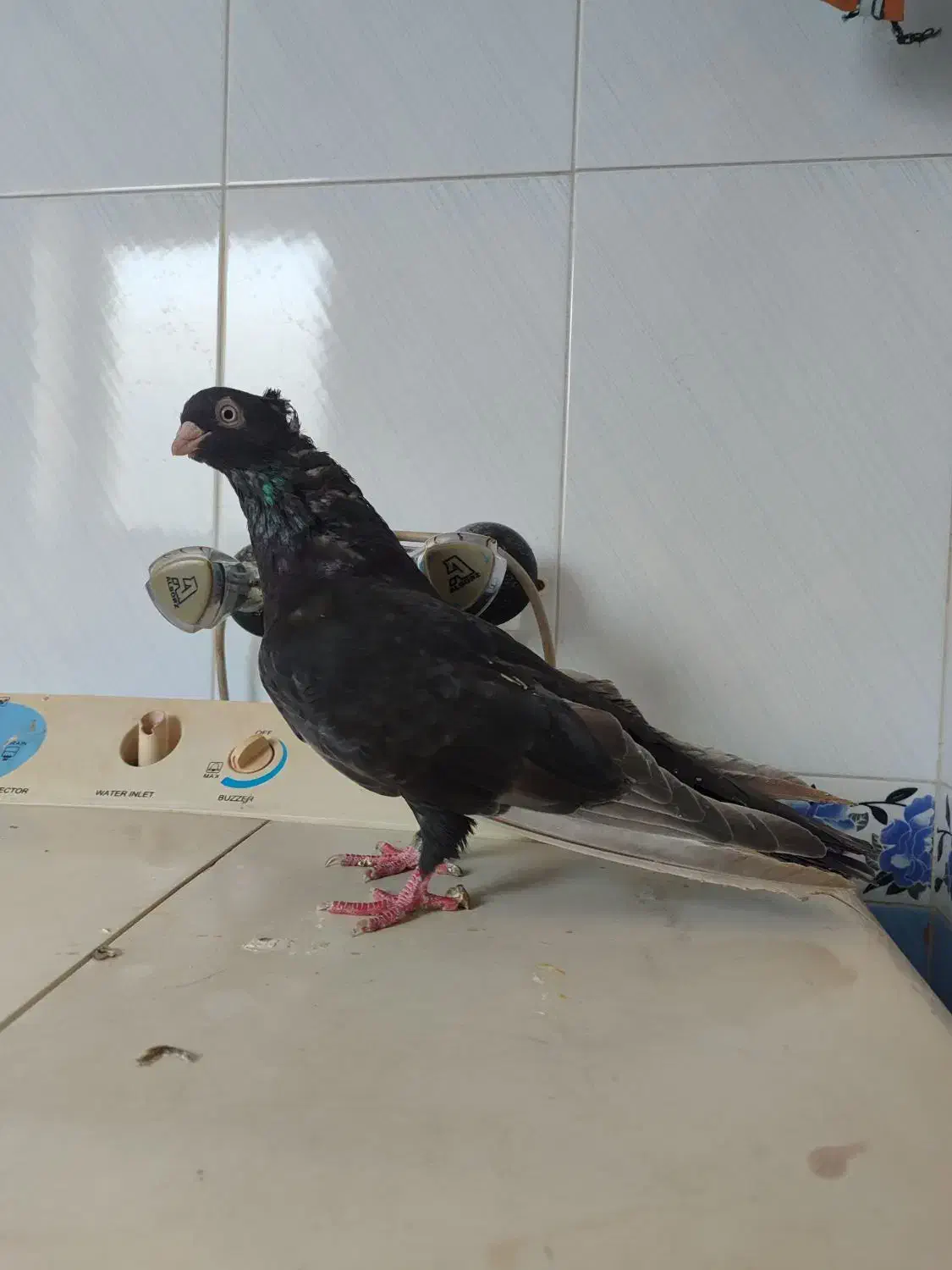 سلام چند جفت کفتر بفروش میرسد|پرنده|میاندوآب, |دیوار