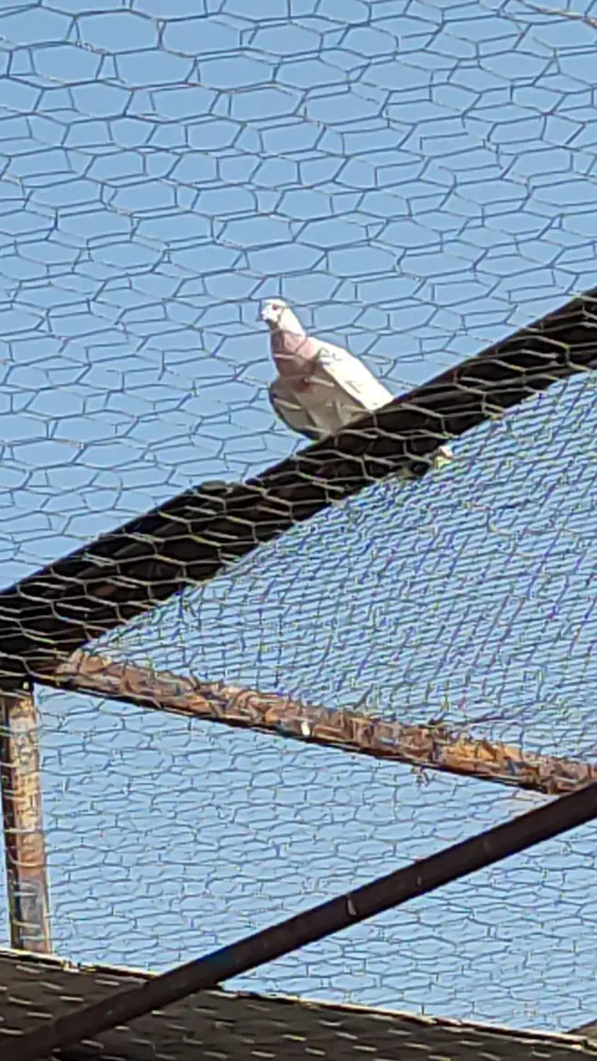 فروش کبوتر پرشی|پرنده|هادی شهر, |دیوار