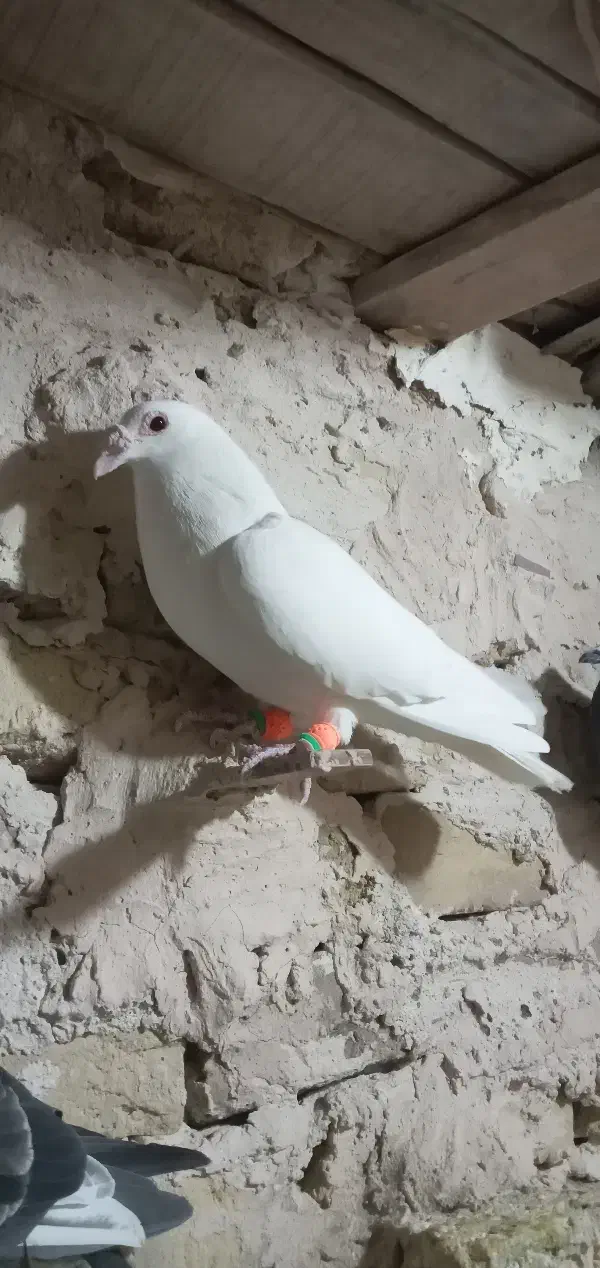 سلام به همه عشقبازان حیوانا بشرط زدخوردی|پرنده|رشتخوار, |دیوار