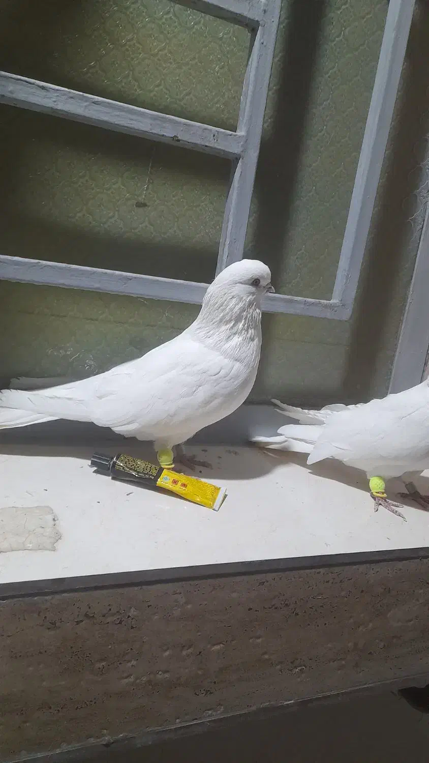 سلام امروز دو کبوتر داخل کلدوزخ دو دزدیده شد|پرنده|ایذه, |دیوار