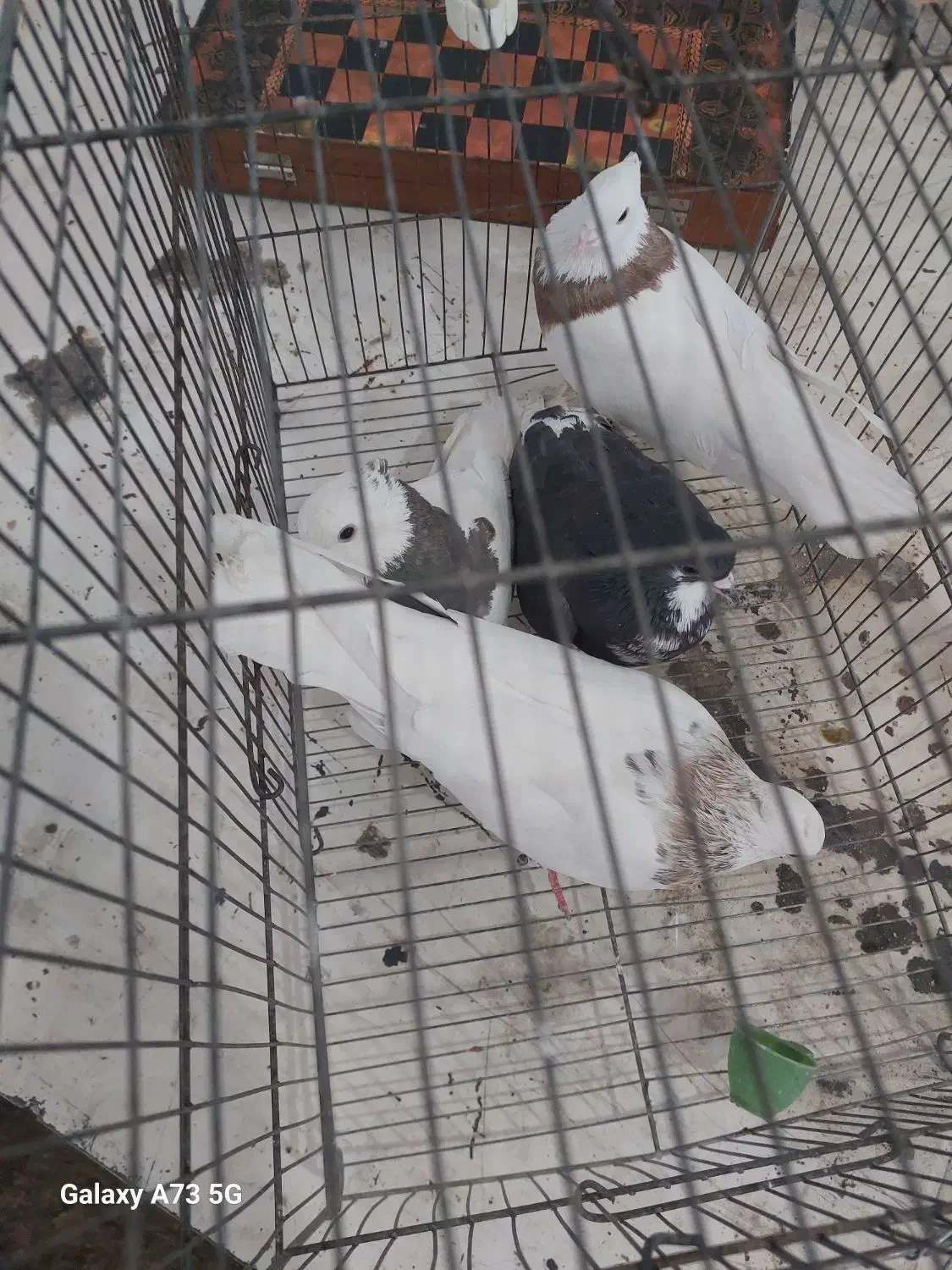 کفتر|پرنده|مرودشت, استادیوم‎|دیوار