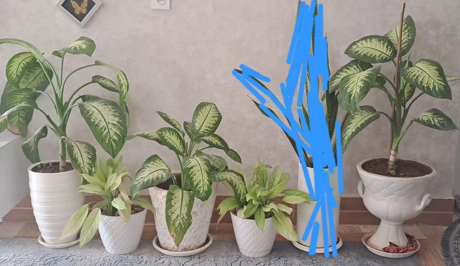 فروش چند عدد گل|گل و گیاه طبیعی|داراب, |دیوار