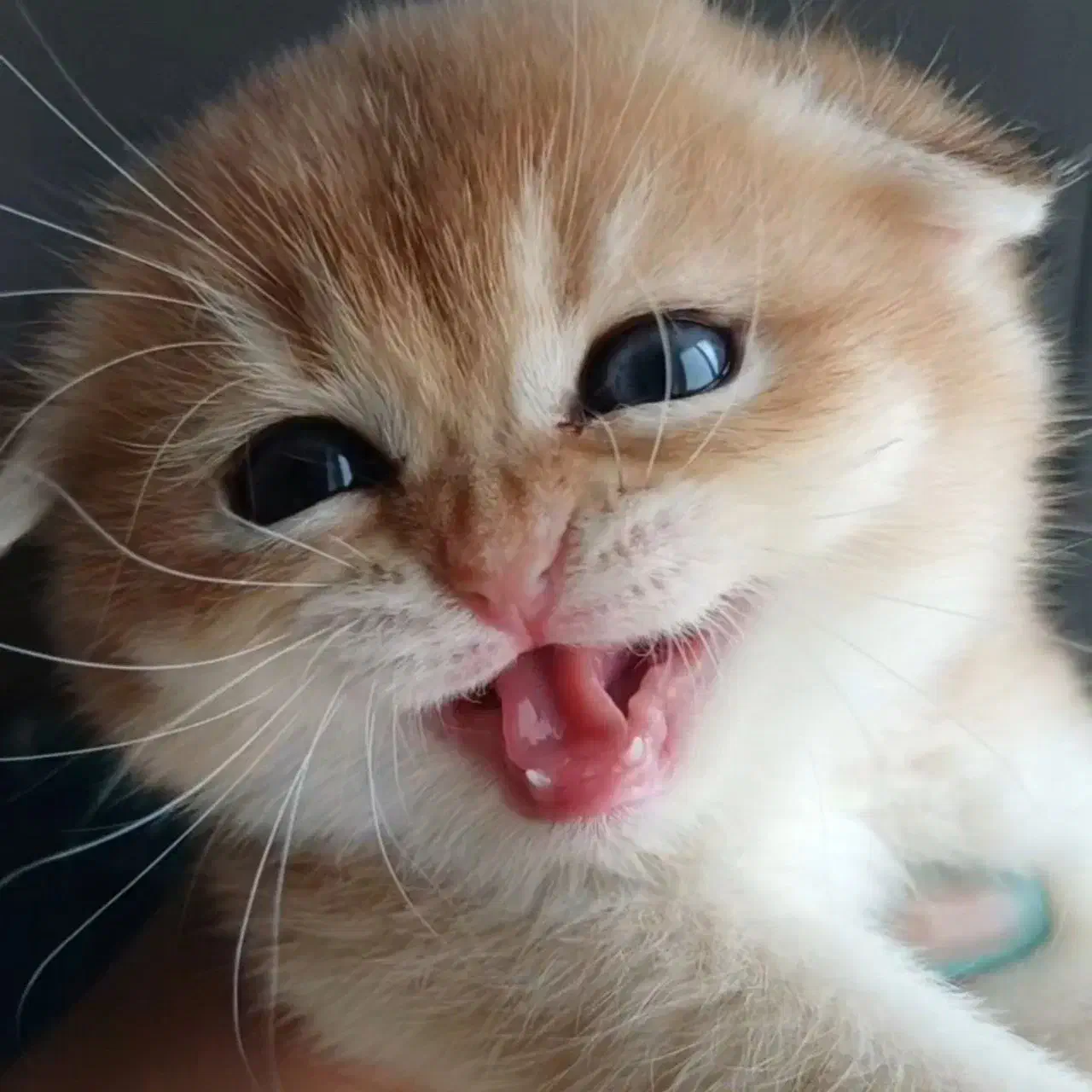 دهکده گربه های اشرافی (پرشین بریتیش اسکاتیش)|گربه|تهران, پونک|دیوار