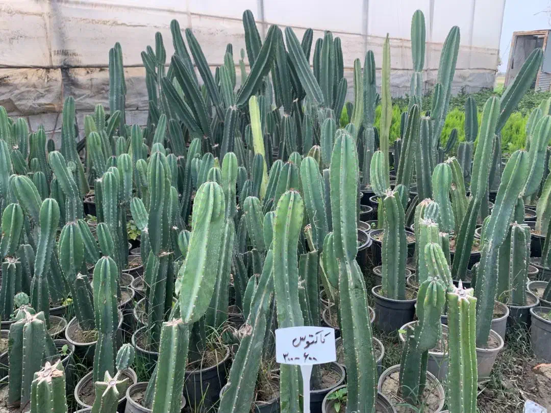 گل و گیاه آپارتمانی|گل و گیاه طبیعی|مینودشت, |دیوار