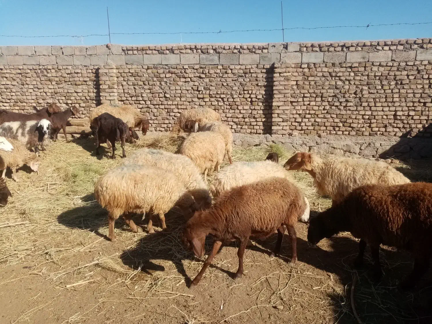 گوسفندداشتی|حیوانات مزرعه|نوده انقلاب, |دیوار