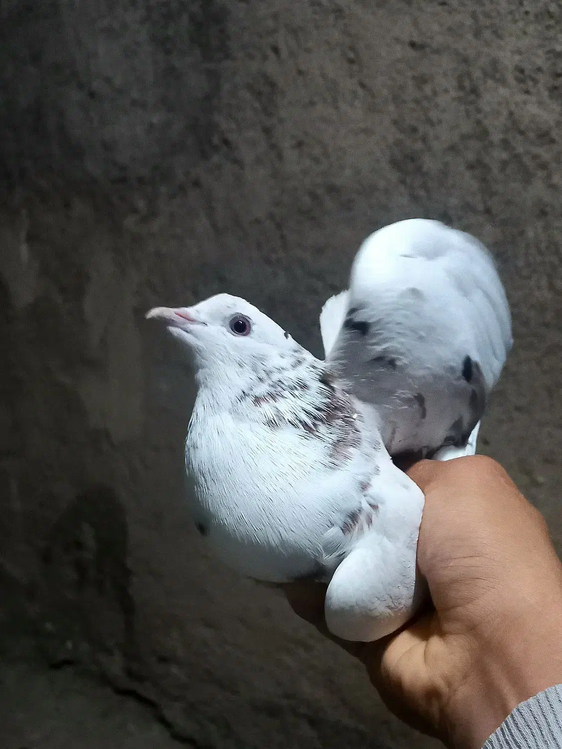 ۶تا کبوتر|پرنده|دره شهر, |دیوار