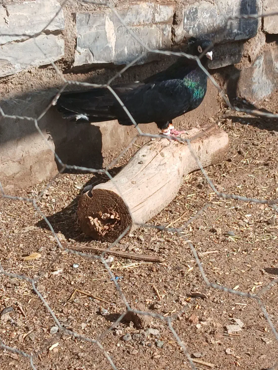 کبوتر|پرنده|میاندوآب, |دیوار