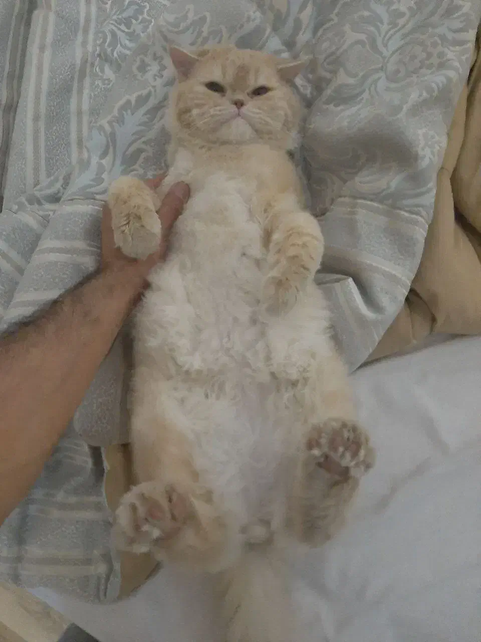 گربه اسکاتیش نر|گربه|ارومیه, |دیوار