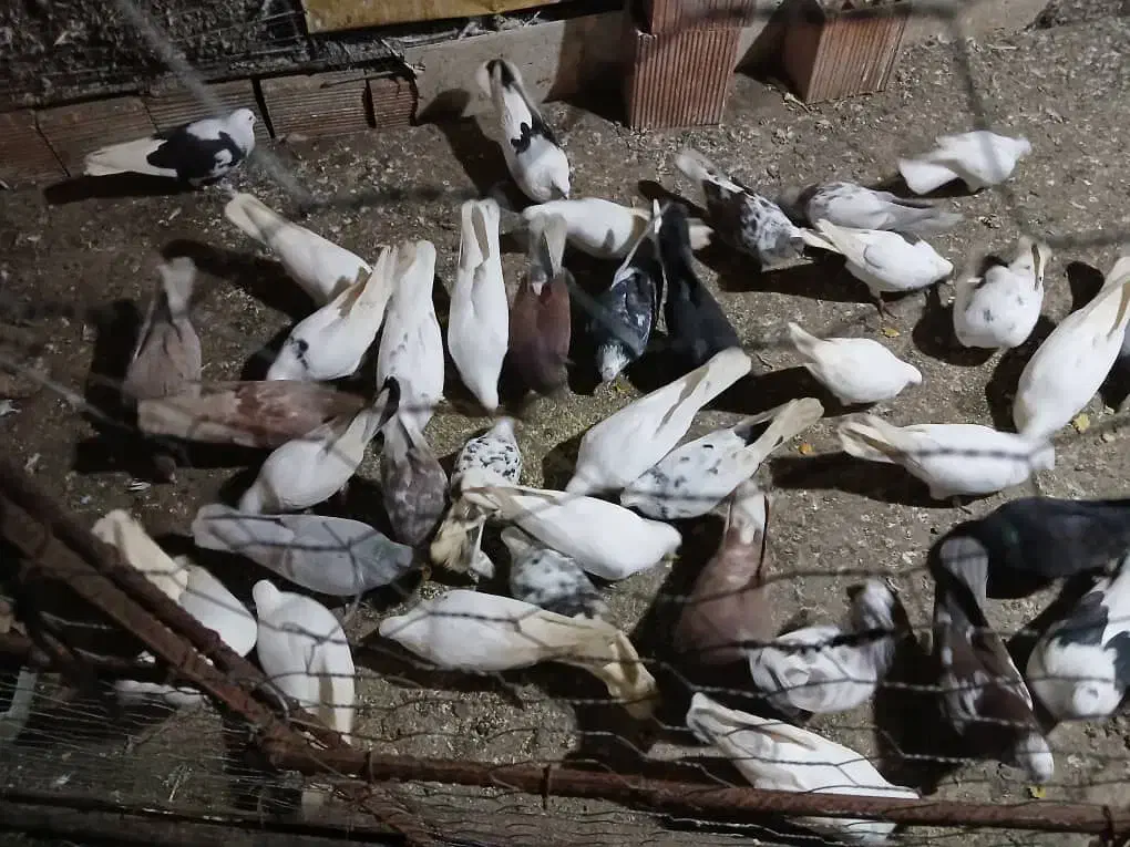 فروش کبوتر همه نوع|پرنده|چالوس, |دیوار