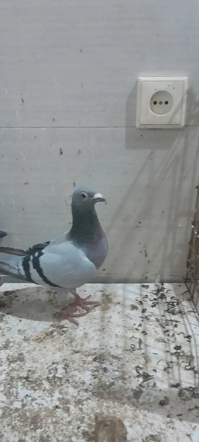 کبوتر پلاکی|پرنده|ویسیان, |دیوار