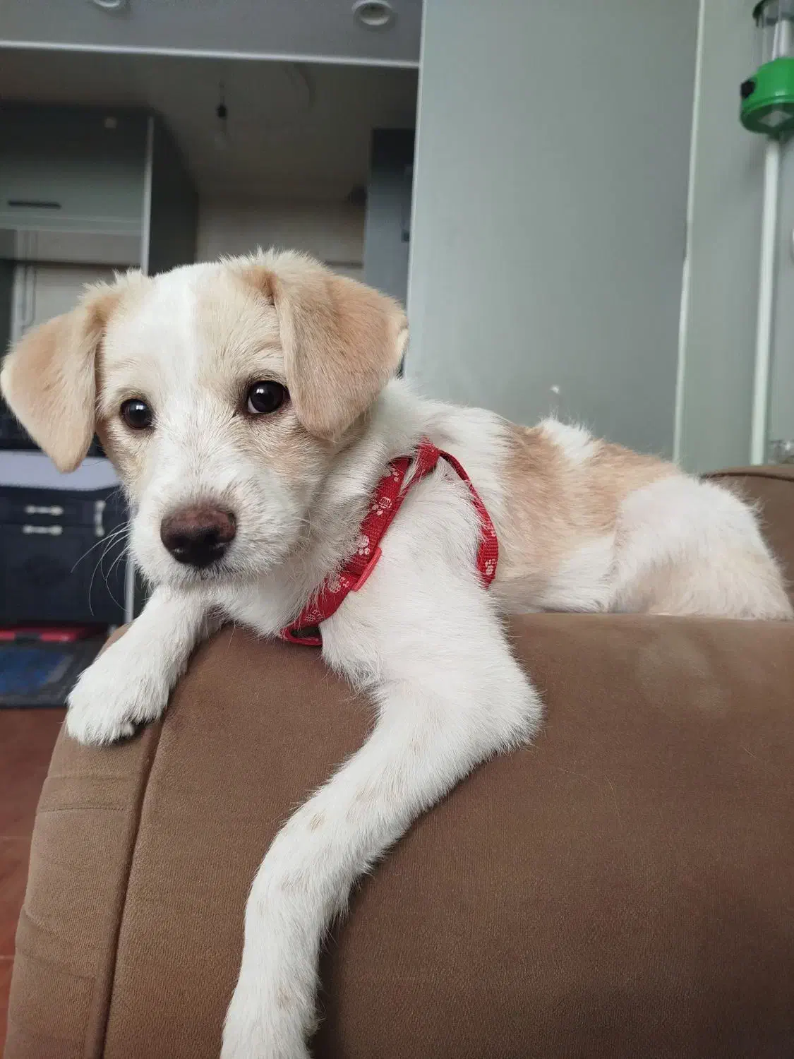 واگزاری|سگ|تهران, پیکان شهر|دیوار