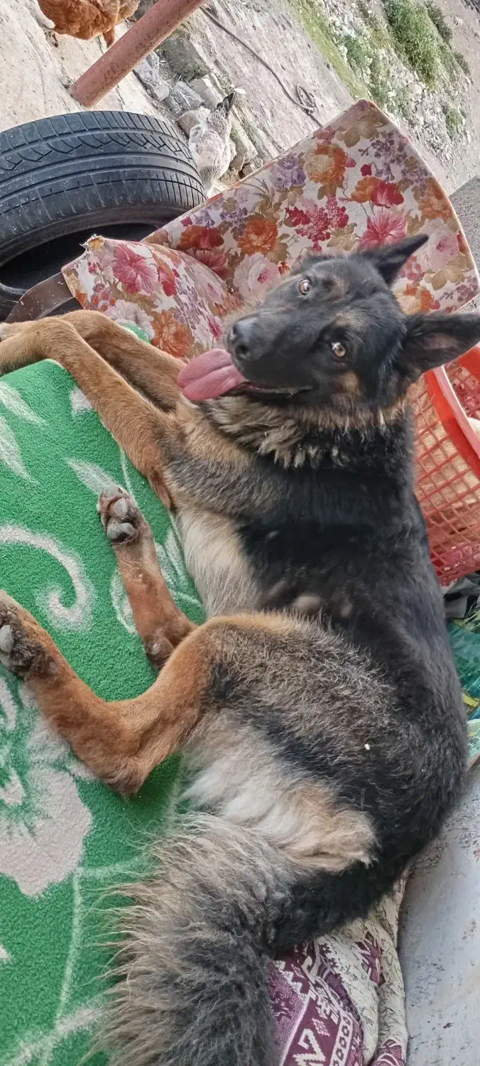 ژرمن بلک|سگ|تالش, هشتپر|دیوار