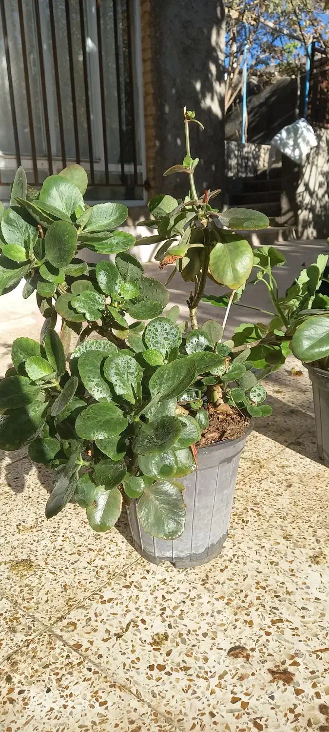 گلدان گل برگ قاشقی و شمعدانی|گل و گیاه طبیعی|فردوس (خراسان), |دیوار