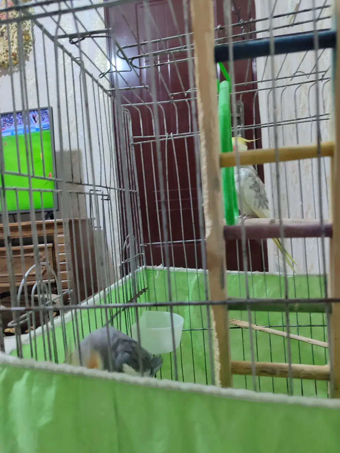 عروس هلندی جفت 8ماهه|پرنده|هشتگرد, گلسار|دیوار