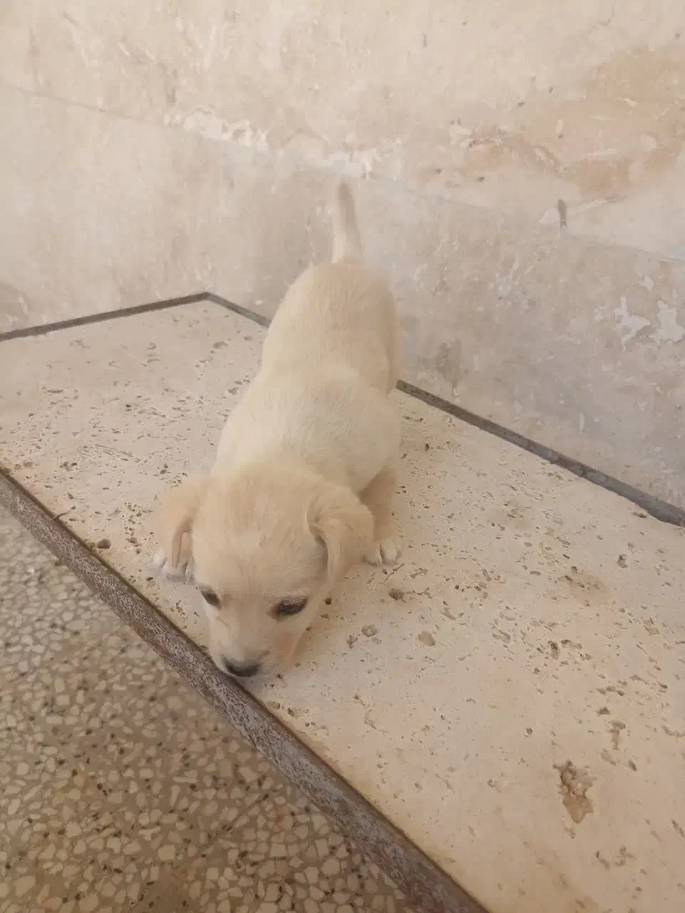 واگذاری توله شیواوا پامر غذا خور|سگ|قم, آزادگان|دیوار