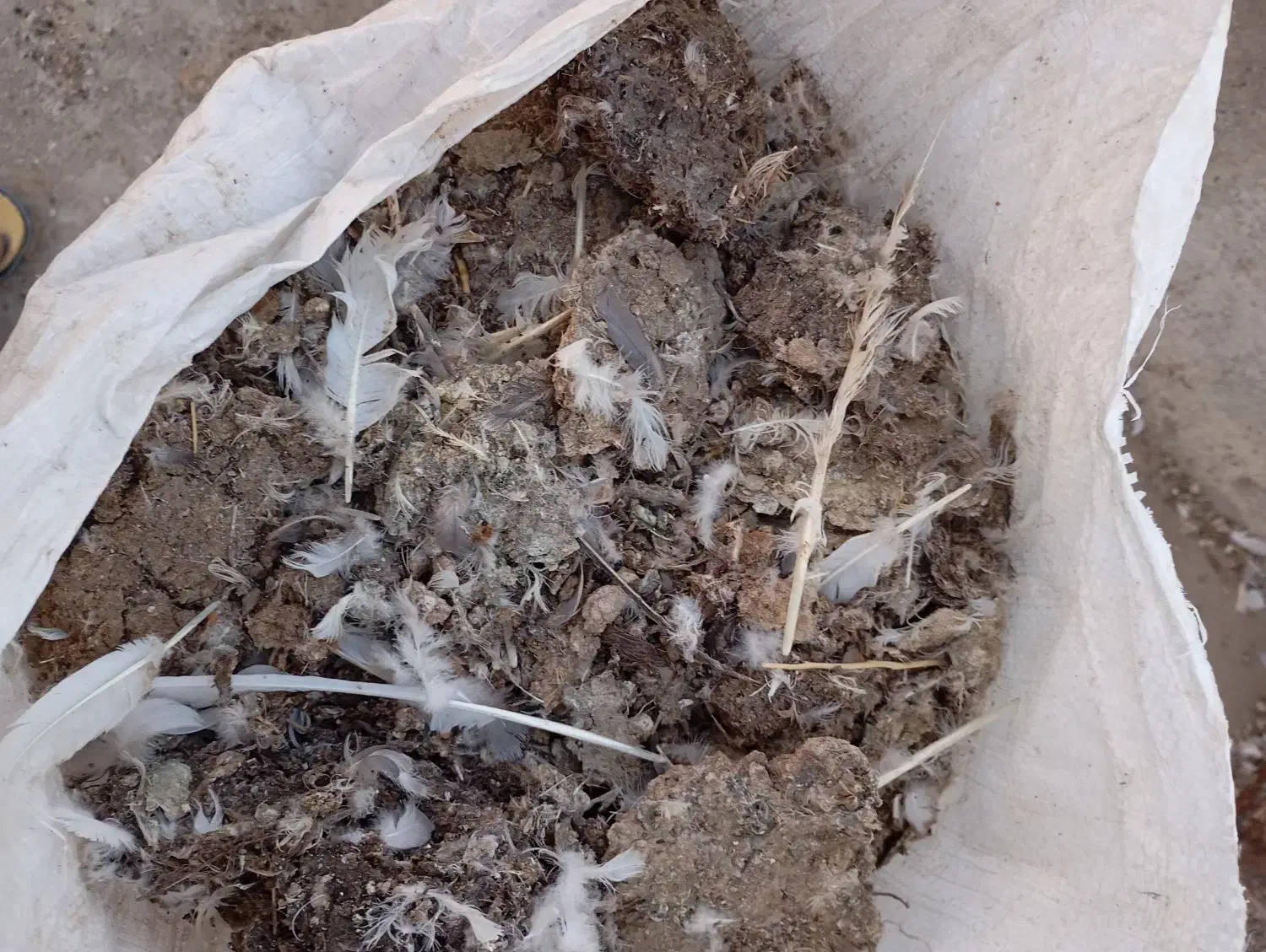 کود کبوتر|لوازم جانبی حیوانات|وحیدیه, |دیوار