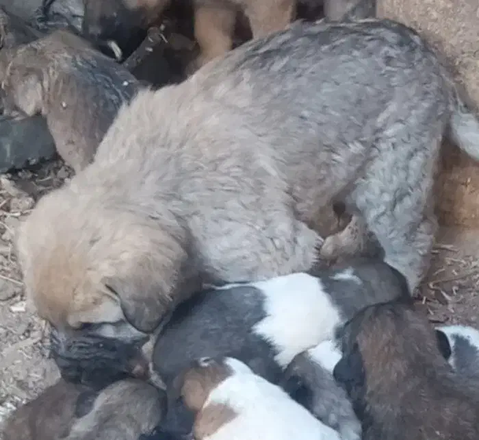 ناب سراب|سگ|تبریز, |دیوار