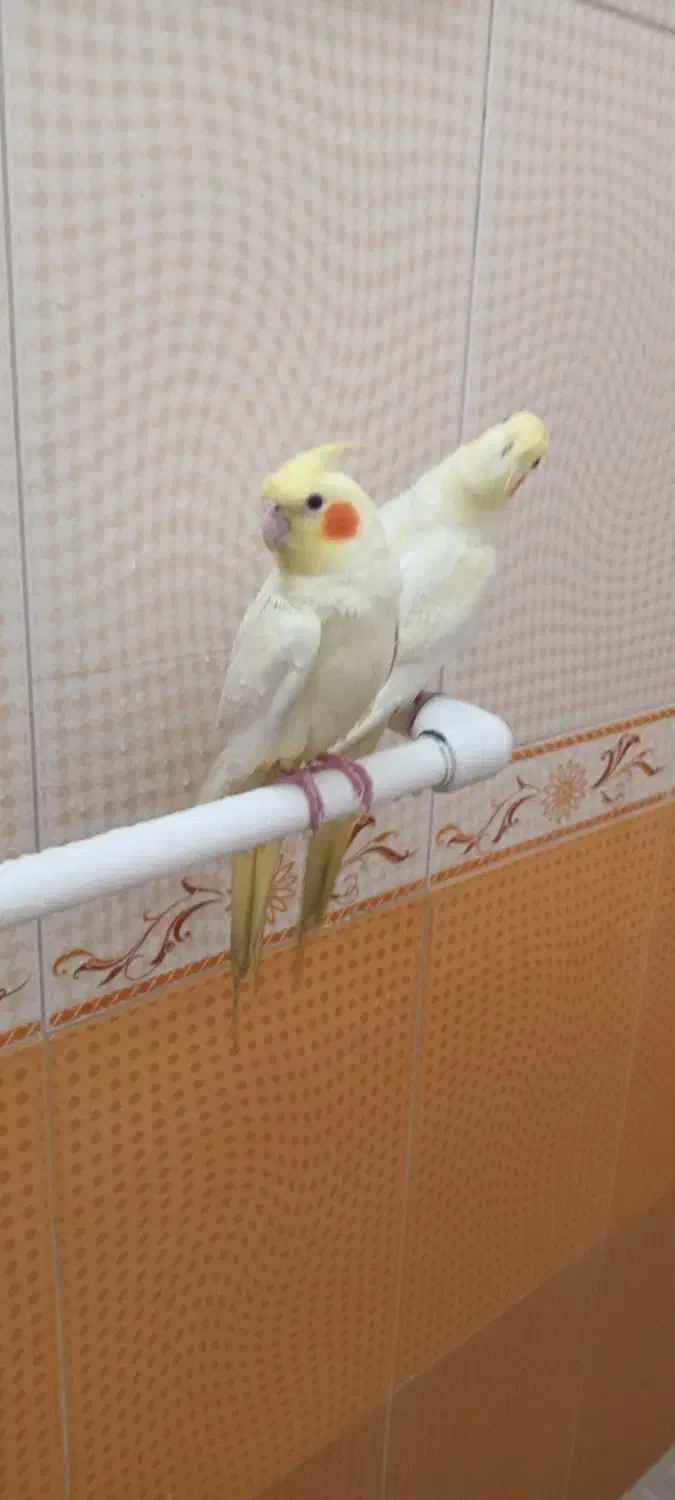 عروس هلندی|پرنده|تهران, مشیریه|دیوار