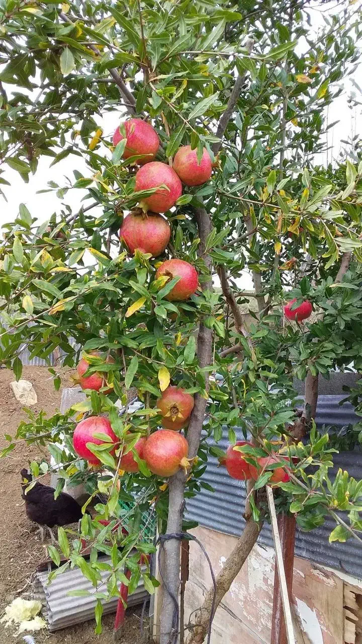 تولید و ارائه نهال انار ساوه پادشاه انارهای ایران|خدمات باغبانی و درختکاری|ورزقان, |دیوار